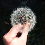 9882288604_ada2a9069a_k