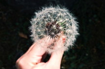 9882288604_ada2a9069a_k